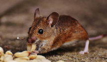 24 Hour & Emergency Exterminators in Beecher City, IL